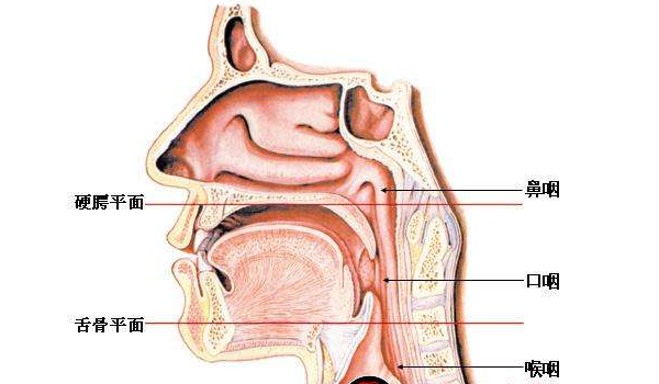 正常鼻咽部解剖图图片