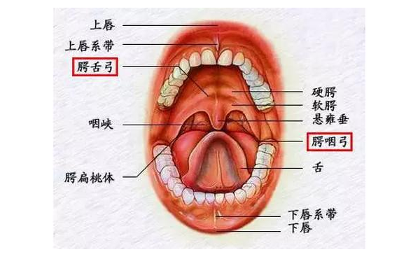 腭舌弓在什么位置图片图片