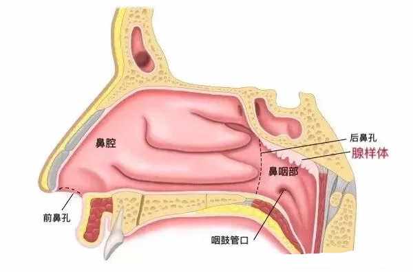 咽鼓管的面部位置图片图片